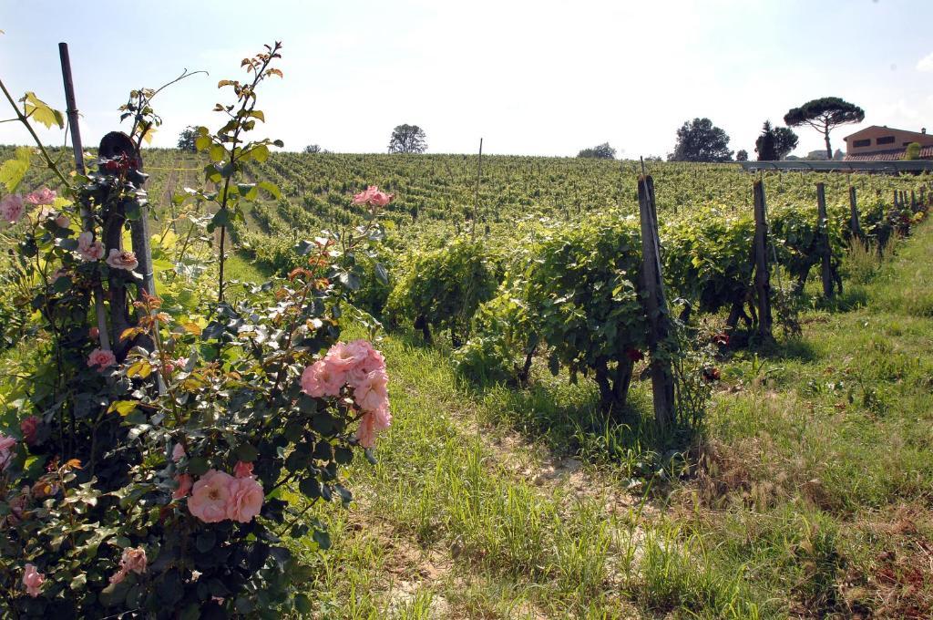 Agriturismo Buon Riposo - Country Resort In The Heart Of Tuscany San Giovanni a Corazzano Exterior foto